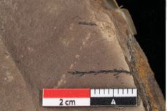 Foto (Detailansicht) von Taxodium distichum miocenicum Heer (NHMW-GEO-2024-0188-0190)